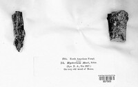 Hysterobrevium mori image